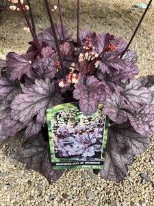 HEUCHERA IN Soda Ginger Ale and City of Shanaghi VARIETIES - image 2
