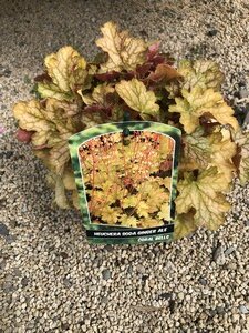 HEUCHERA IN Soda Ginger Ale and City of Shanaghi VARIETIES - image 1