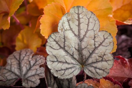 HEUCHERA IN VARIETIES (RP)