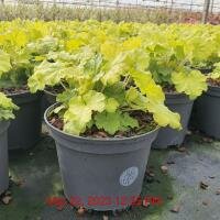 HEUCHERA Key Lime Pie
