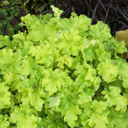 HEUCHERA LIME MARMALADE