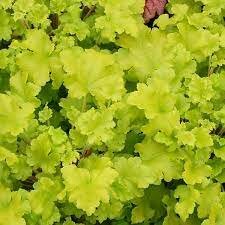 Heuchera 'Lime Marmalade' / 2 Ltr pot