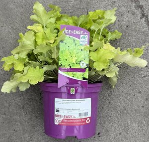 Heuchera Lime Marmalade