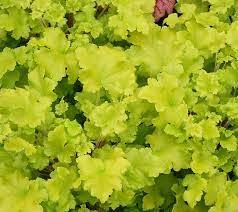 Heuchera lime marmelade