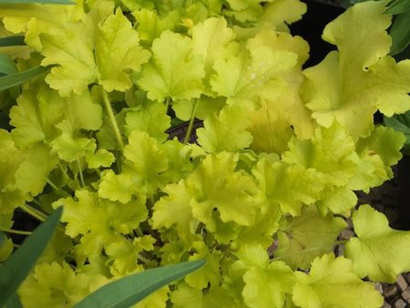 Heuchera lime marmelade