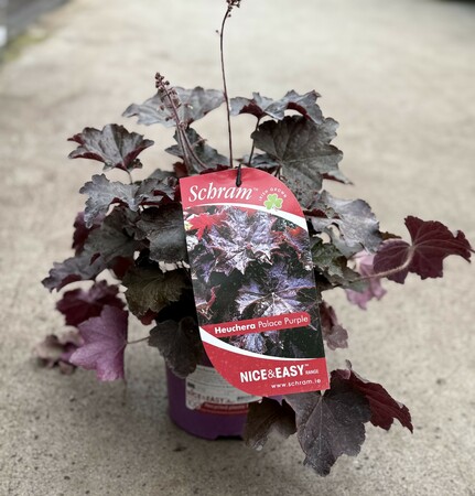Heuchera m. 'Palace Purple'
