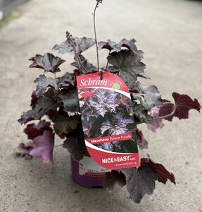 Heuchera m. 'Palace Purple'