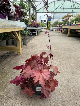 HEUCHERA Magma