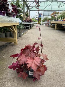HEUCHERA Magma