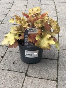 HEUCHERA Marmalade