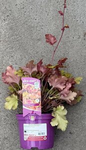 Heuchera Marmalade ®