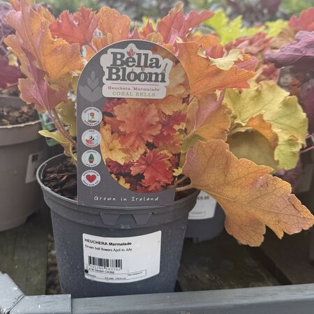 HEUCHERA Marmalade
