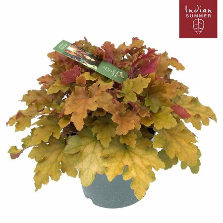 Heuchera 'Marmelade'