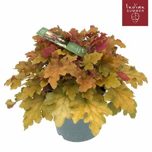 Heuchera 'Marmelade'