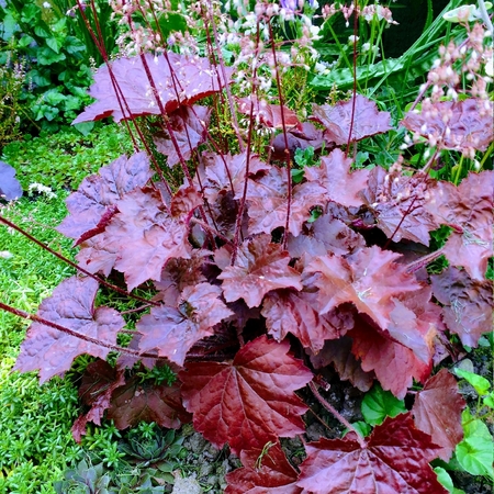 HEUCHERA micran. Palace Purple