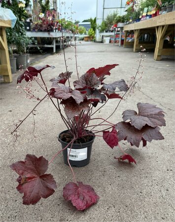 HEUCHERA micran. Palace Purple