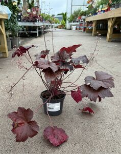 HEUCHERA micran. Palace Purple