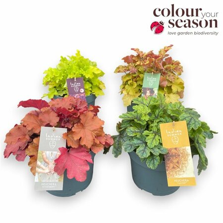 Heuchera mix