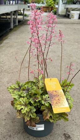 Heuchera mix - image 2