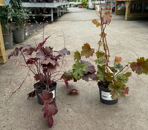 HEUCHERA mix