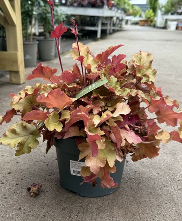 Heuchera mix - image 1