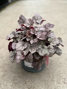 Heuchera mix - image 3