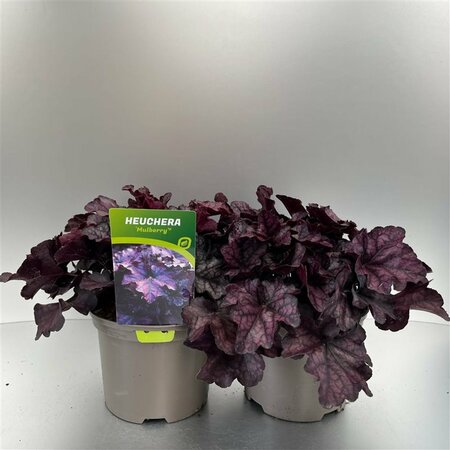 Heuchera 'Mulberry'