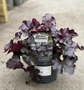 HEUCHERA Mulberry