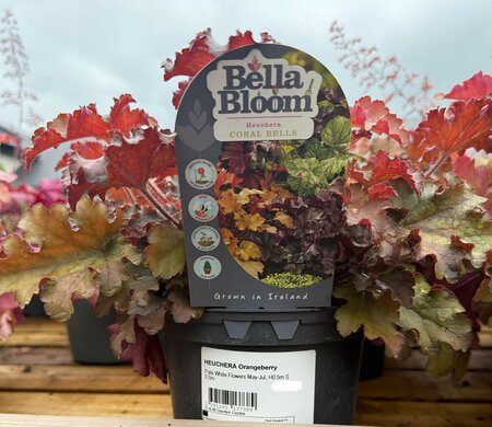 HEUCHERA Orangeberry