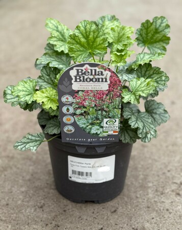 HEUCHERA Paris