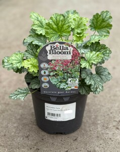 HEUCHERA Paris