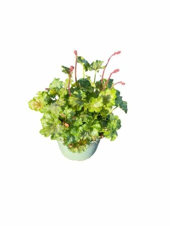 Heuchera 'Paris'