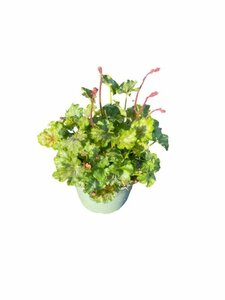 Heuchera 'Paris'