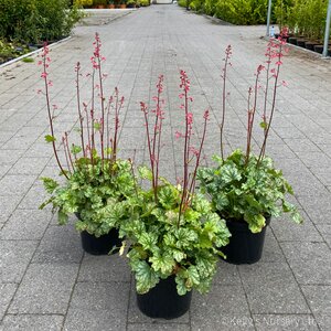 Heuchera 'Paris'