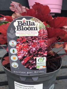 HEUCHERA Peach Flambe