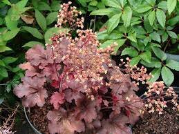 HEUCHERA Root Beer