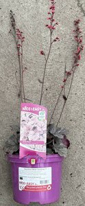 Heuchera 'Silver Gumdrop' ®