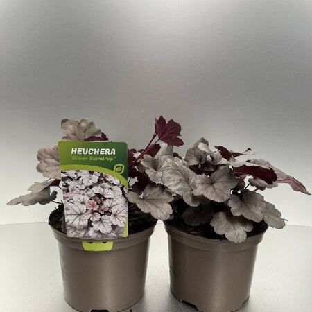 Heuchera 'Silver Gumdrop'