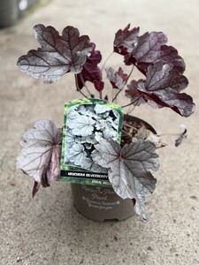HEUCHERA SILVERBERRY