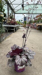Heuchera Sugar Plum