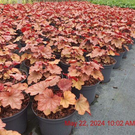 HEUCHERA villosa Carnival Watermelon