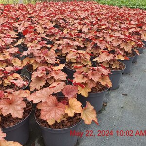 HEUCHERA villosa Carnival Watermelon