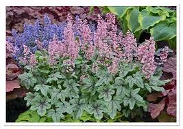 HEUCHERELLA Pink Fizz