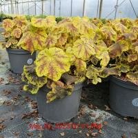 HEUCHERELLA Solar Eclipse