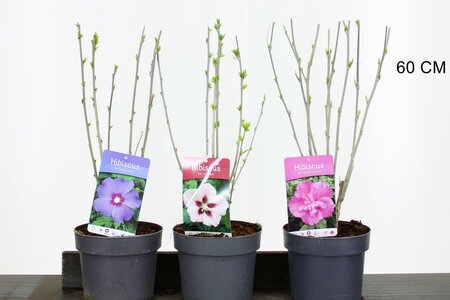 Hibiscus syr. mix