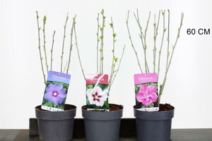 Hibiscus syr. mix