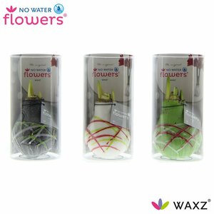 Hippeastrum Waxz® 'Art' Cylinder(plastic)