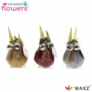 Hippeastrum Waxz® 'Jingle Bellz'