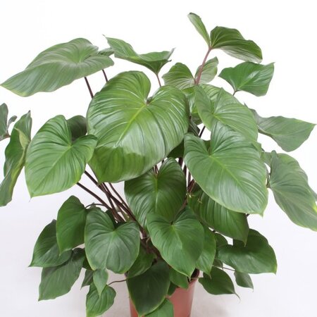 Homalomena maggy