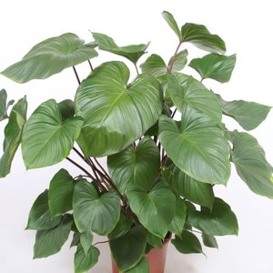 Homalomena maggy